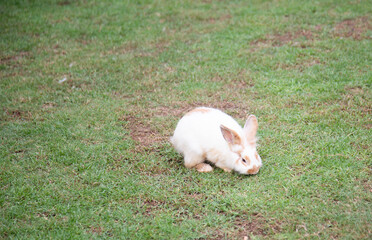 Fototapeta premium A brown rabbit walking on the green grass