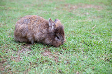 A brown rabbit walking on the green grass