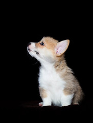 small red welsh corgi puppy sitting on a dark background