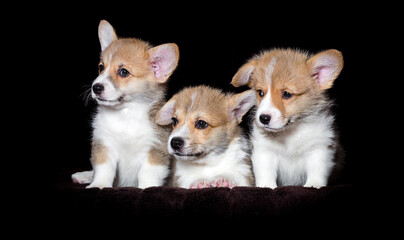 three welsh corgi puppy on a dark background