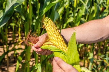 male strong hands of an agronomist are cleaning an ear of ripe yellow corn on the background of a corn field. environmentally friendly food. agriculture and agronomy. Ripe maize ready for harvest.