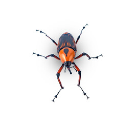 palm weevil,Rhynchophorus ferrugineus on a white background,isolated