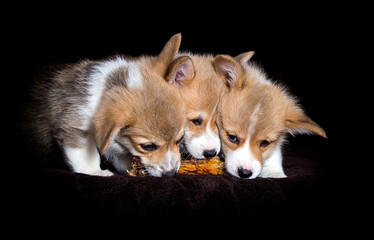 puppies eat on a dark background