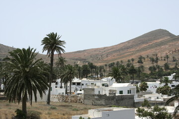 landscape in Lanzarote, with palms and white house

