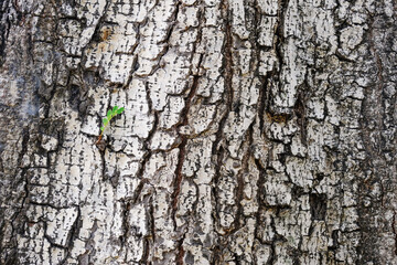 sprout and bark cracked texture of an aging tree trunk. natural detail background.