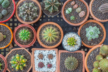 Collection of cactus and plants in different pots Potted cactus