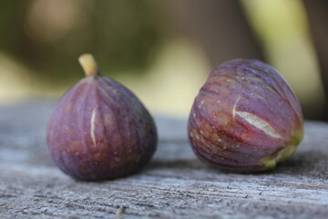 Fig [ Figue