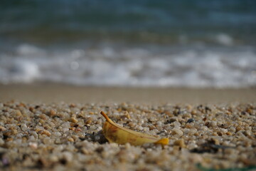 leave on the beach