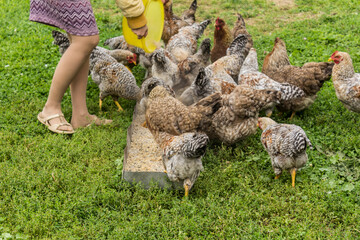 A farm worker feeds grain to chickens and roosters . Bielefelder is a German breed of domestic chickens.
