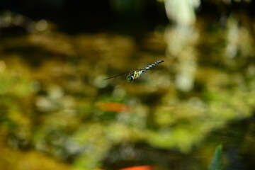 Libelle über dem Teich
