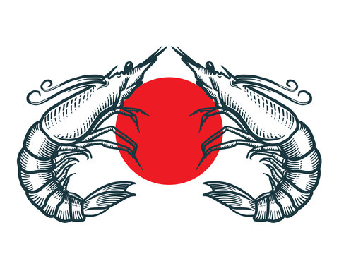 Shrimp sea Caridea animal engraving vector illustration. Scratch board style imitation. Black and white hand drawn image.