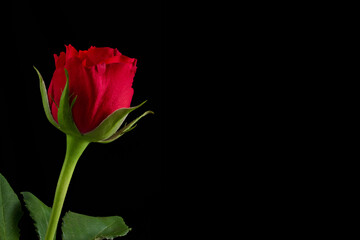 Obraz premium Red Rose Isolated on Black Background