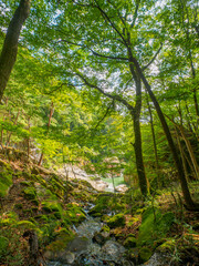 A stream flowing through the forest (Tochigi, Japan)