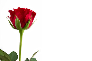 Obraz premium Red Rose Isolated on White Background
