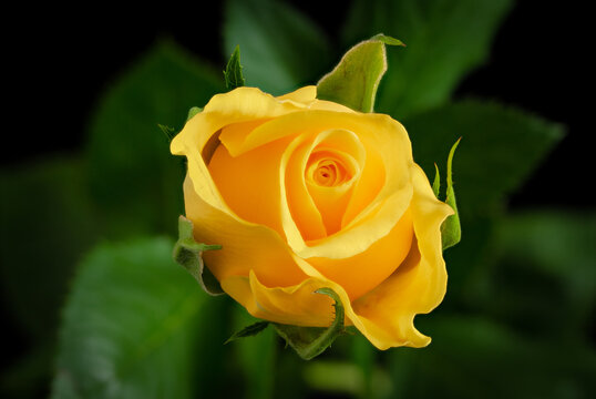 Yellow Rose with soft focus green leaves in background