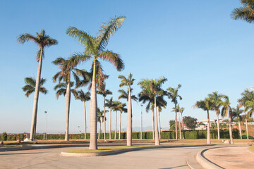 Fototapeta na wymiar palm trees on the street