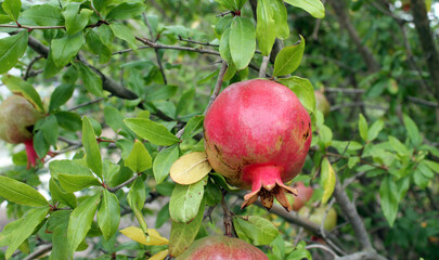 The pomegranate fruit grows on a tree and ripens in the sun. The concept of growing organic fruits...