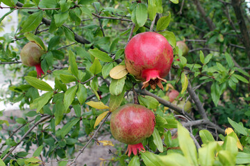 The pomegranate fruit grows on a tree and ripens in the sun. The concept of growing organic fruits...