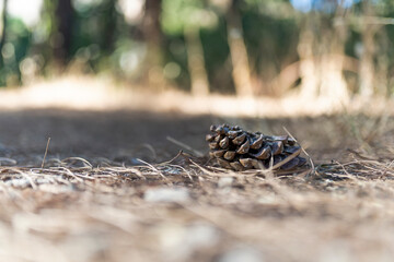 Piña en un bosque al atardecer