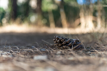 Obraz premium Piña en un bosque al atardecer