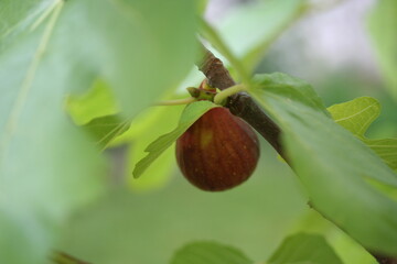 Fig [ Figue