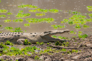 Crocodile in Zambia, Lilongwe National Park