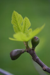 Fig [ Figue