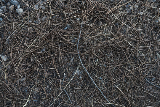 Textura palos de madera en bosque