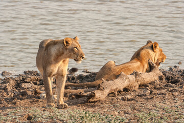 Fototapeta na wymiar Lions in Zambia, Lilongwe National Park