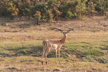 Zambia and Malawi safari, elephants, lions, impala, zebra and peacefull landscape