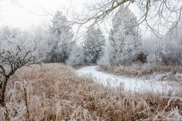 Landschaft im Winter mit schneebedeckten Nadelbäumen, Wegen und trockenen Gräsern