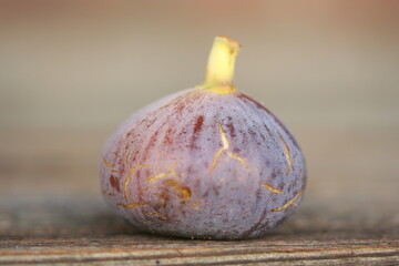 Fig [ Figue