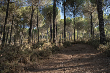 Paisaje de bosque al atardecer con cielo azul