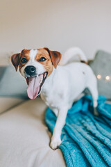 Cute puppy Jack Russell Terrier on a sofa with blue blanket.