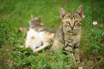 Cute tabby gray kitten sitting in the summer garden on the green grass