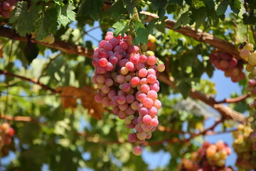 Pink grapes on tree