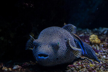 portrait of a puffer fish