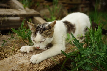 Naklejka na ściany i meble white cat sharpening its claws on a wooden plank in the garden