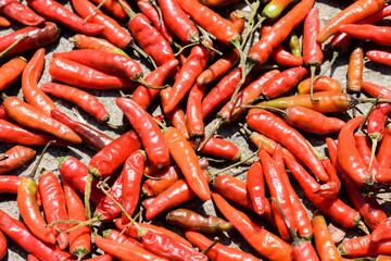  India Red chillies peppers kept for drying in the terrace.