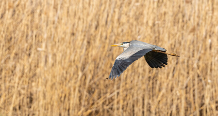 great blue heron (Ardea herodias) flying low over water in front of reeds