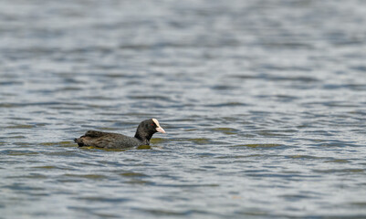 Eurasian common coot (Fulica atra) swimming in pond with smal waves
