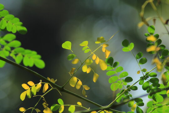 green and yellow leaves on backlight in a tropical rainforest
