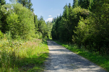 Fototapeta na wymiar droga w lesie 
