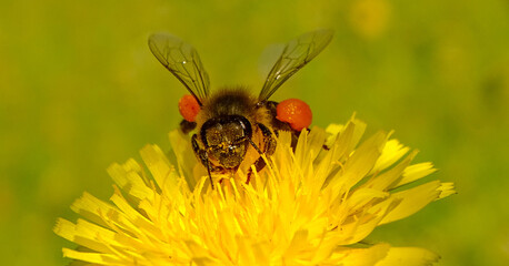 Bee on a flower