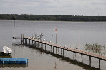 Mewy na pomoście, Mazury © Monika