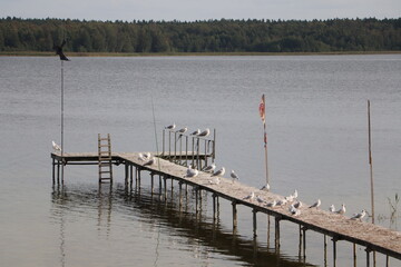 Mewy na pomoście, Mazury © Monika