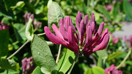 Close up Honeysuckle flowers with impressive bicolor blooms of pink and white. Lonicera periclymenum flowers, common names honeysuckle, common honeysuckle, European honeysuckle or woodbine in bloom.