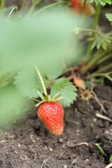 Strawberry | Fraise