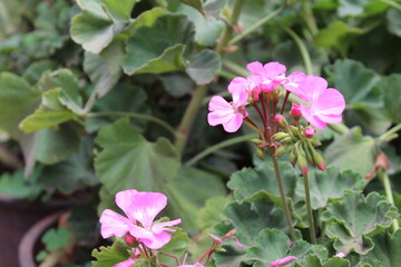 Fototapeta na wymiar morning beauty of pink flowers in the garden of lavasa 
