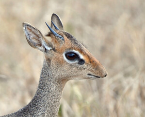 Close encounter with cute Dikdik